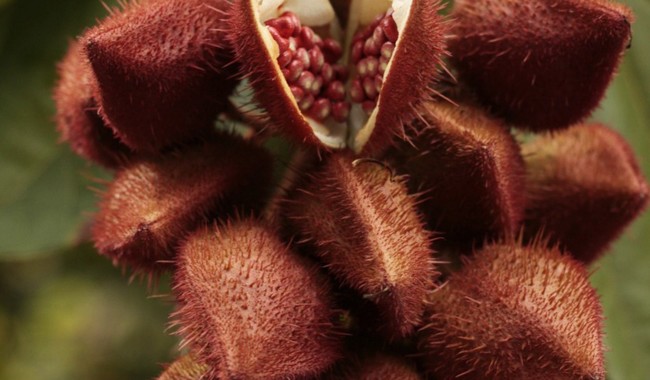Investigadores exploran propiedades de semillas de achiote para nuevos fármacos