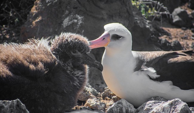 Crece colonia de albatros patas negras en la Reserva de la Biosfera Isla Guadalupe