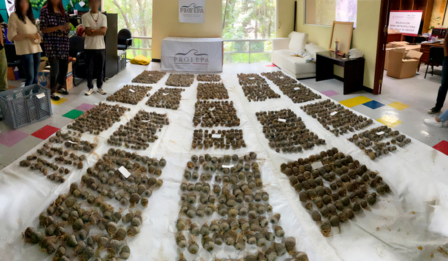 Profepa frustra importación ilegal de dos mil 157 ejemplares de cactáceas
