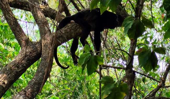 Van 220 monos muertos en el sureste de México por ola de calor