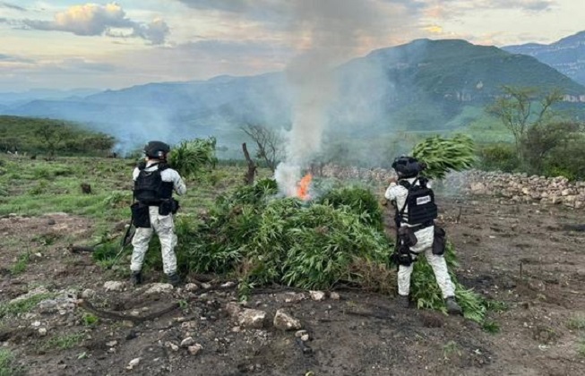 Descubren y destruyen 3 plantíos de marihuana en Jalisco