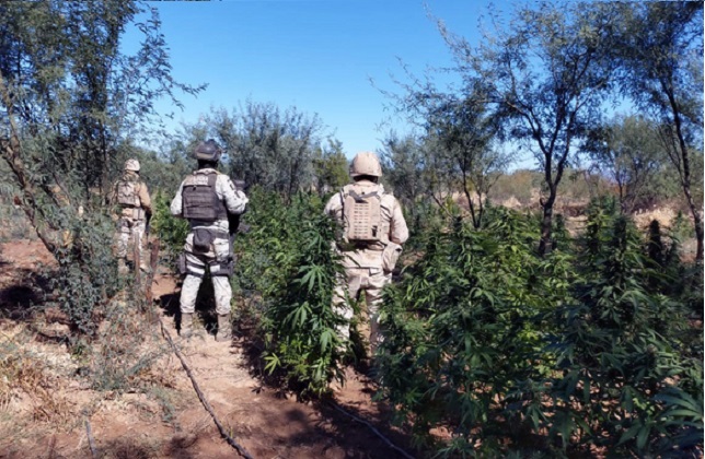 Ubican y destruyen plantío de marihuana en La Verruga