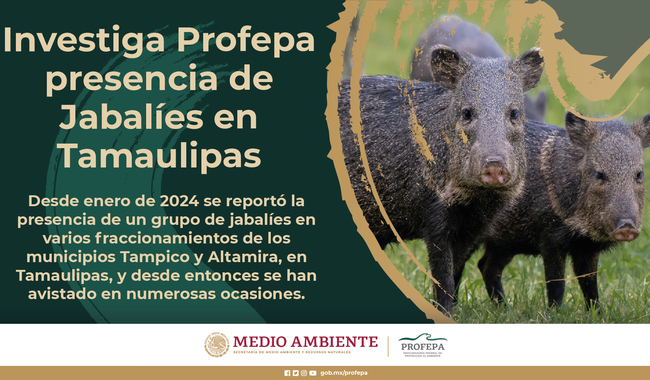 Registran ataques de jabalíes en Tamaulipas
