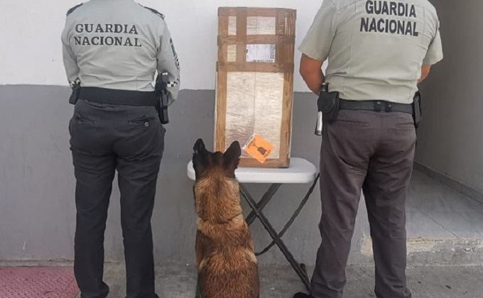 Con rayos X detectan envío de 12 kilos de marihuana en SLP