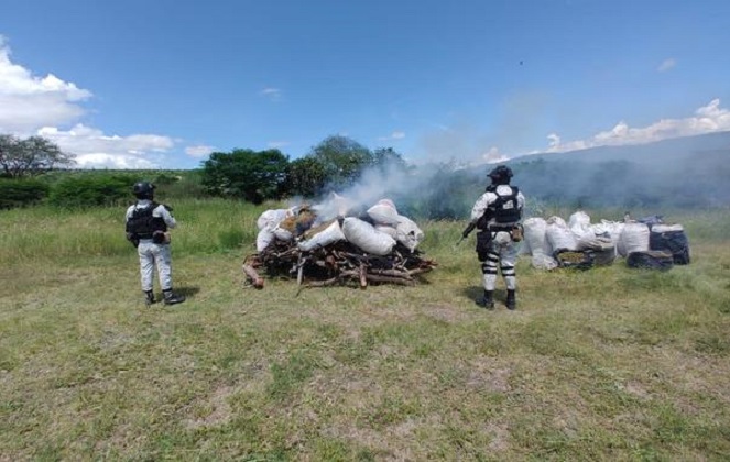 Destruyen plantío y 170 kilos de marihuana en Jalisco