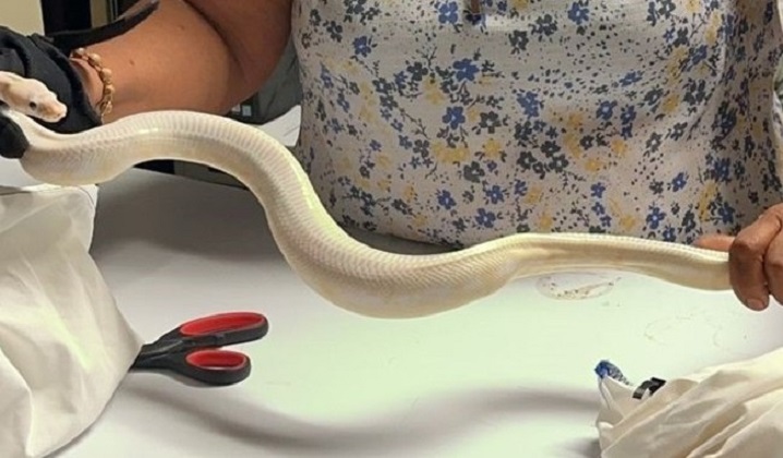 Ojo: desde EU pretendían meter 47 reptiles vivos a México