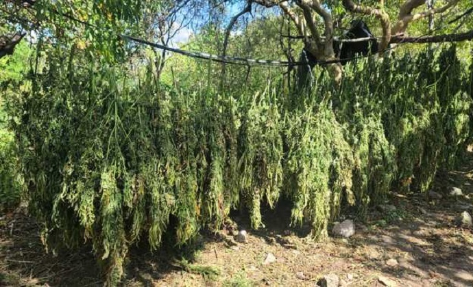 Hallan en tendederos 175 kilos de marihuana lista para su empaque