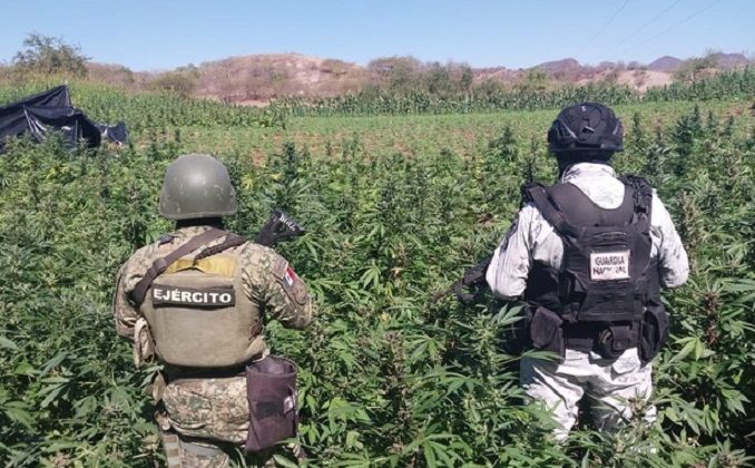 Detectan siete plantíos de marihuana en límites de Jalisco y Michoacán