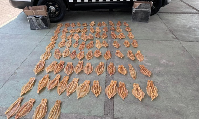 Aseguran 80 piezas de Buche de Totoaba en Tlaquepaque