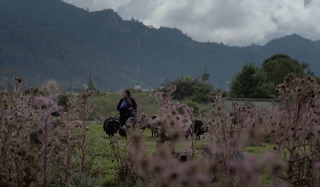 El cine mexicano viaja a Suiza, al 77 Festival de Cine de Locarno