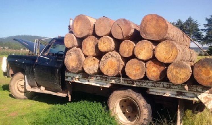 Profepa asegura 7 vehículos con madera ilícita en Ahuazotepec