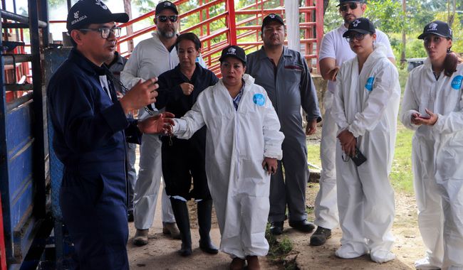 Agricultura capacita a 70 mil personas para detectar y erradicar el gusano barrenador