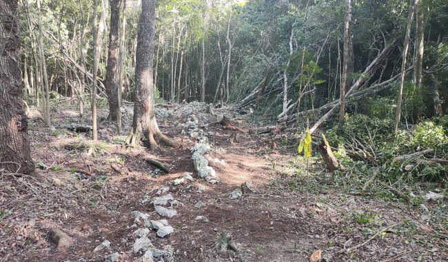 Encuentran 83 albarradas prehispánicas en Quintana Roo en obras del Tren Maya