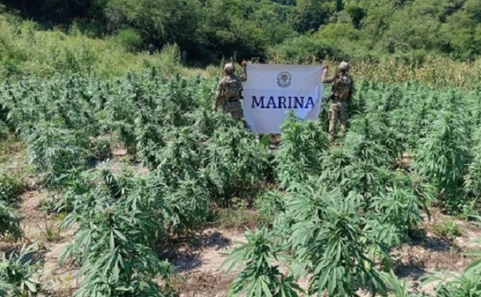 Descubren 132 toneladas de marihuana en el Triángulo Dorado de la droga