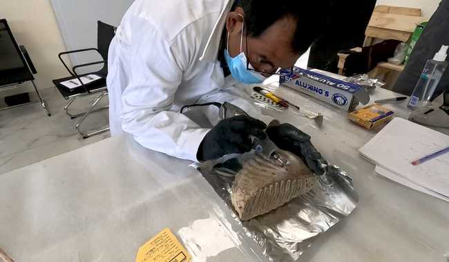 Científicos mexicanos describen por primera vez en el país, hábitos alimentarios de mamut bebé