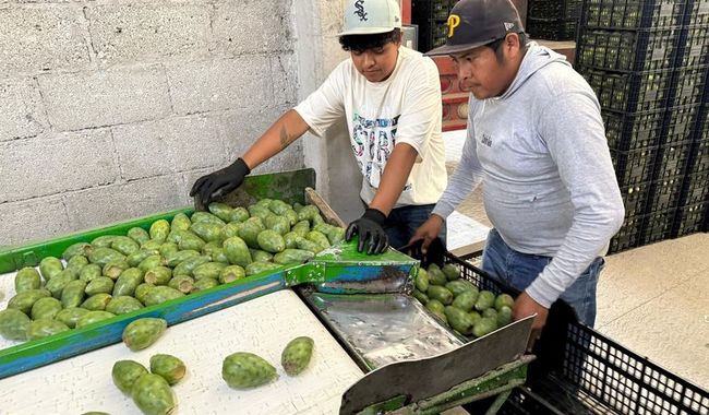 Exportan productoras y productores poblanos tuna verde y roja a McAllen, Texas