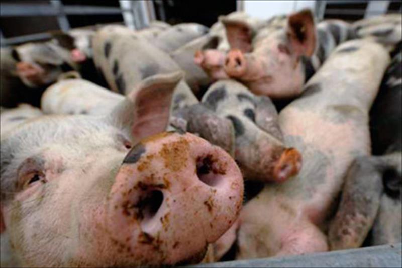 Puebla será sede del Evento Nacional de Porcicultores