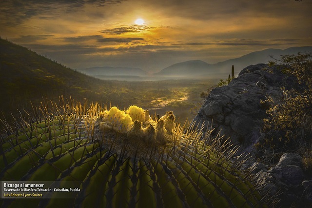  Gana concurso de National Geographic con fotografía de Reserva Tehuacán-Cuicatlán