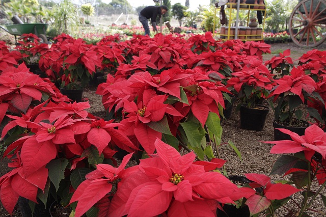 Puebla prevé derrama de 85 mdp en venta de Flor de Nochebuena para fin de año