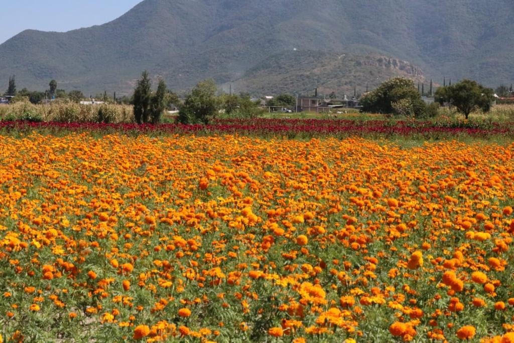 La venta de flor en Atlixco sólo será en la Plazuela de Santa Rita