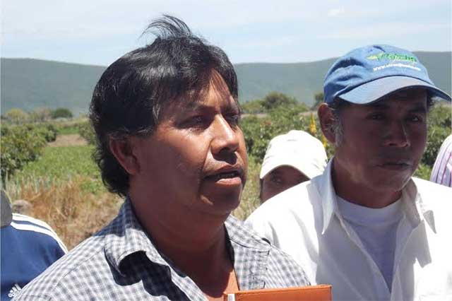 Productores de aguacate en Atlixco amagan con linchar a ladrones