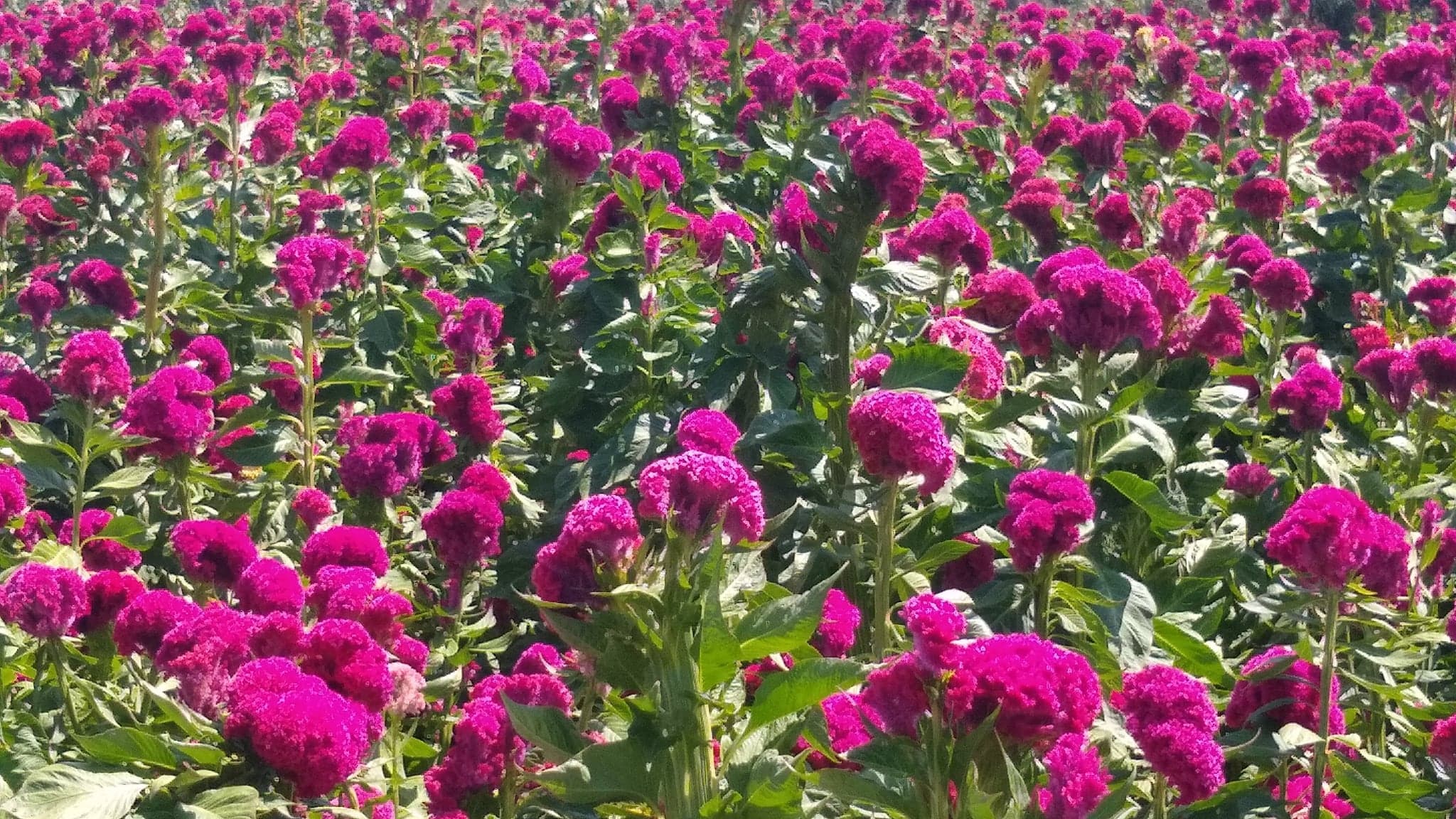 Productores de flor de temporada prevén bajas ventas en Tehuacán