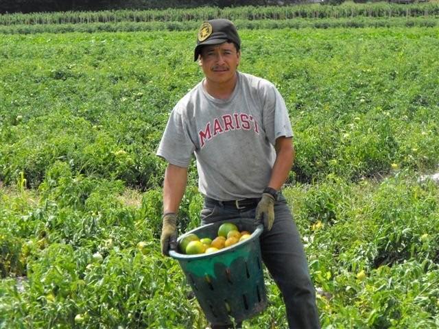 Programa de Trabajadores Agrícolas México-Canadá se suspende hasta septiembre