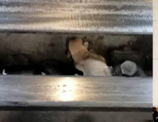 Cachorro cae a vías del Metro en la CDMX