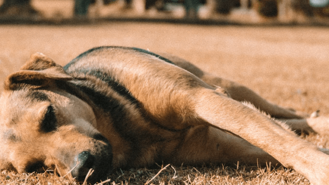 Mueren 9 perritos electrocutados por inundación en Tepexco