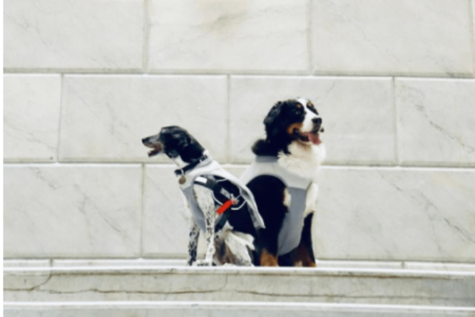 SMDIF Puebla jubila a coterapeutas caninas