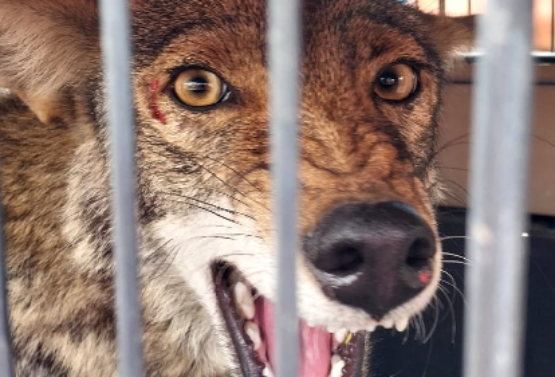 Capturan a coyote que deambulaba en calles de Tecamachalco