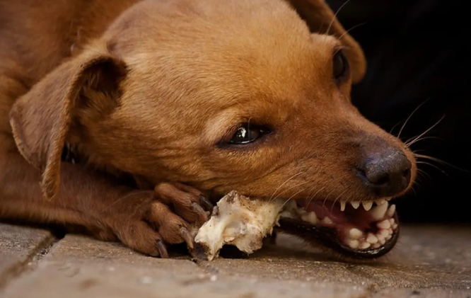 Perro encuentra huesos humanos enterrados en domicilio de Atlixco