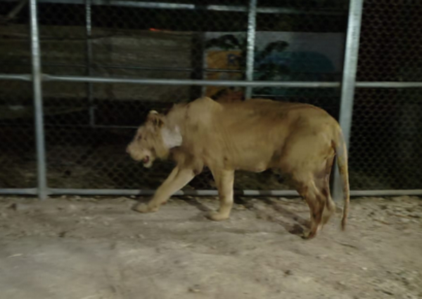 Aseguran leones africanos en Tabasco y los trasladan a Yucatán
