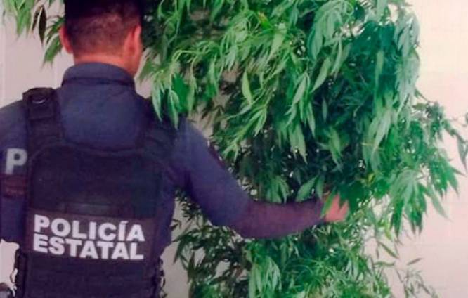 En Xochitlán, policía asegura una planta de marihuana de casi tres metros de altura