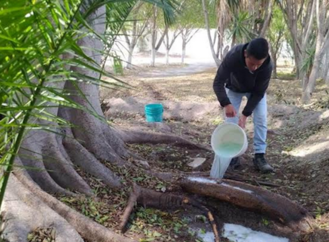 Analizan acciones para contener el hongo negro que afecta a árboles en Tehuacán