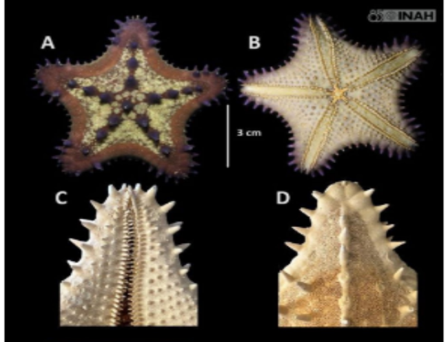 Identifican dos especies de estrellas de mar en ofrenda del Palacio Quemado de Tula