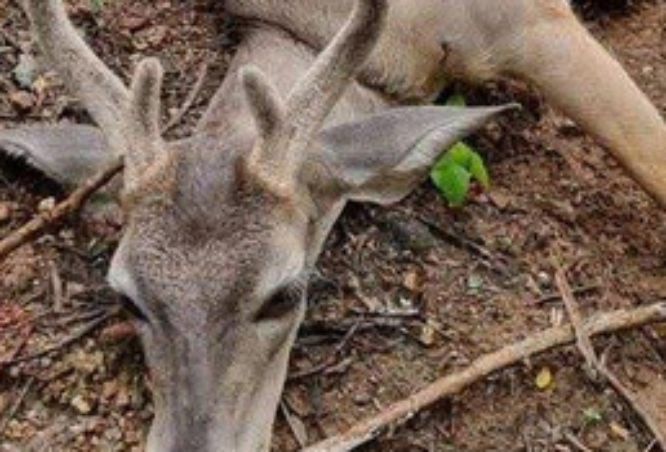 En riesgo, venado cola blanca por cacería furtiva en la Reserva Tehuacán-Cuicatlán