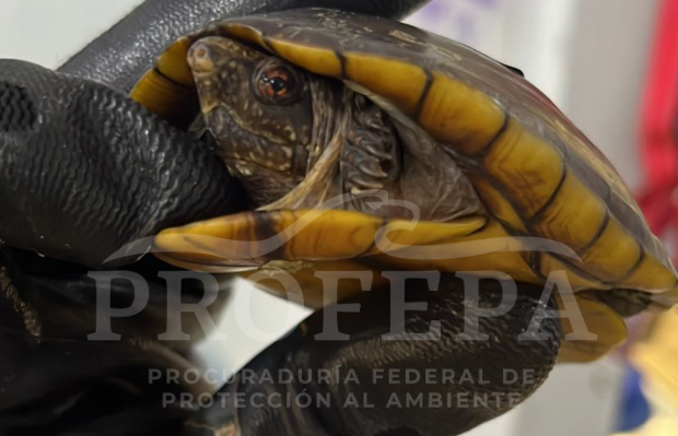 Aseguran 200 tortugas en el Aeropuerto Internacional de la Ciudad de México