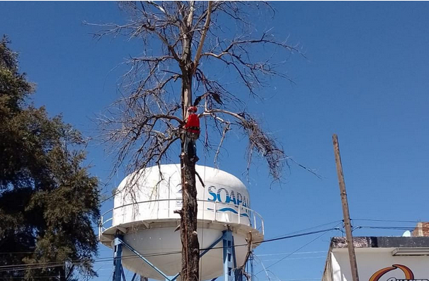 Más de 25 árboles en Atlixco son un riesgo para ciudadanos: Protección Civil 