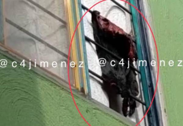 Cae sujeto que desollaba perros y colgaba su piel en la ventana su casa