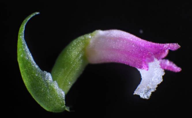 Científicos japoneses descubren nueva especie de orquídea
