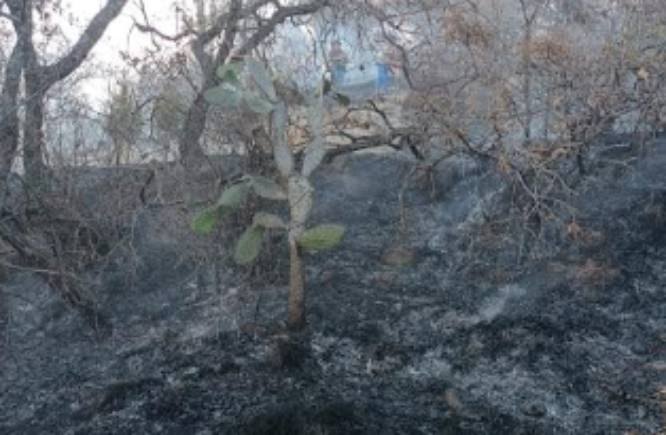 Profepa recorre el cerro Totolquemec tras incendio que consumió 15 mil árboles