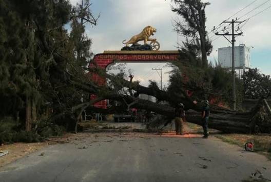 Cae pesado y gigantesco árbol y bloquea acceso a colonia en Atlixco