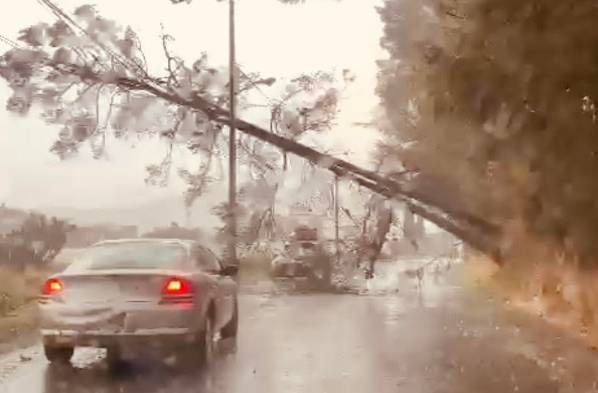 Otra vez vientos fuertes tiran árbol en Atlixco
