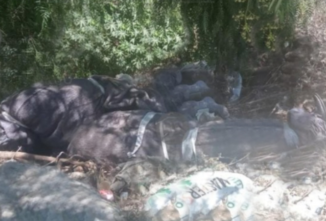 Cuerpos hallados encobijados en Acatzingo son de El Betarroo y El Bitaliano
