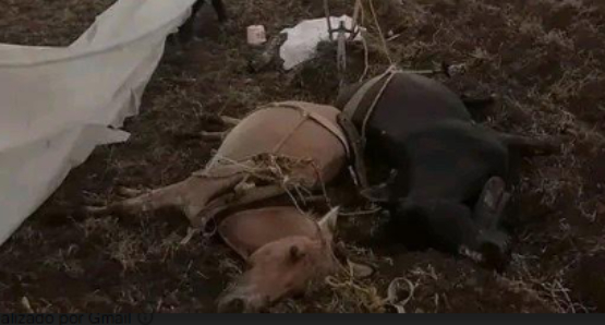 Un campesino y sus animales mueren al caerles un rayo en Acatzingo 