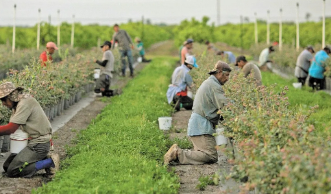 Nueva ley en Florida afectará a migrantes mixtecos  