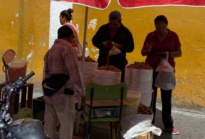 Llegan a Atlixco vendedores de nuez para chiles en nogada 