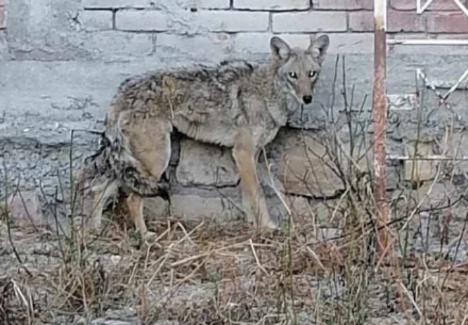 Reportan presencia de coyote en junta auxiliar de Acoquiaco, en Tehuacán