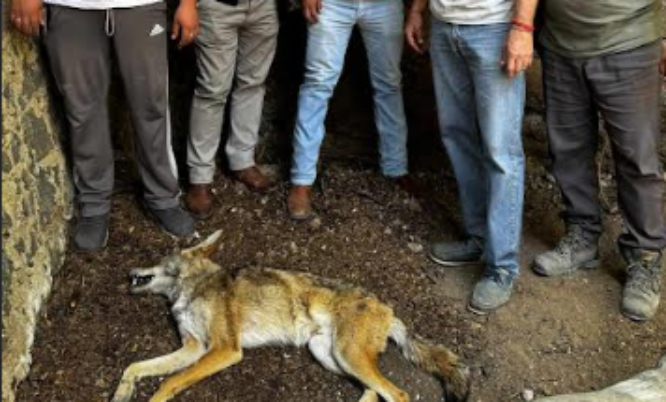 Bienestar Animal de Tehuacán logra la localización y resguardo del Coyote “Chucho”